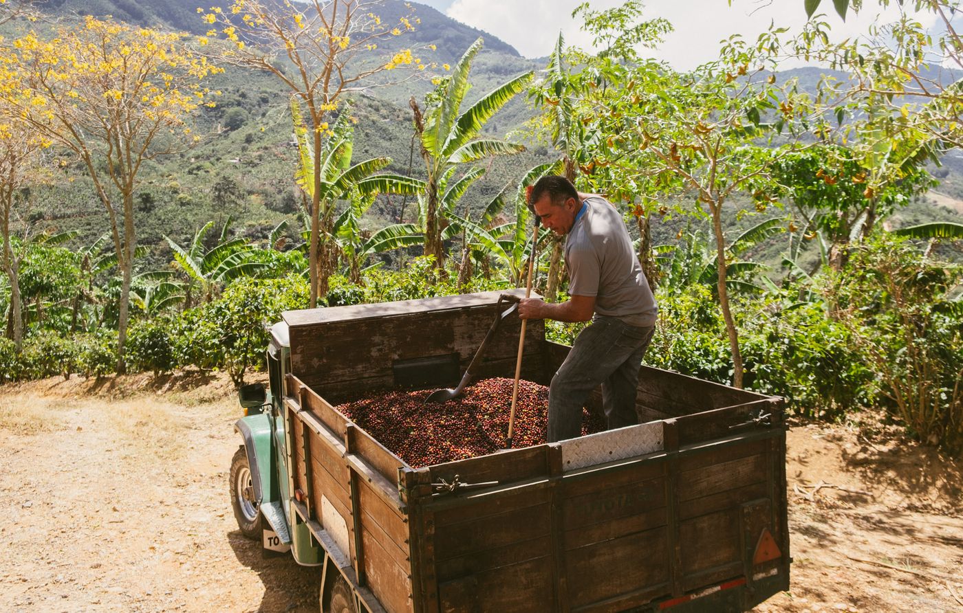 Cherry being loaded at Finca Las Gravilias, Costa Rica