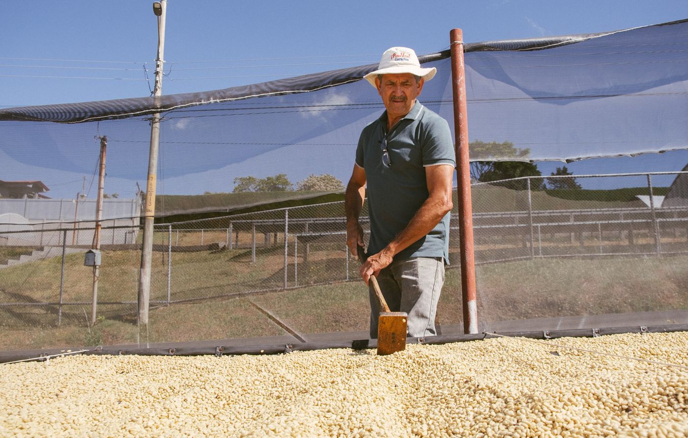 Drying coffee being raked by hand at Finca Telia–Herbazú, Costa Rica